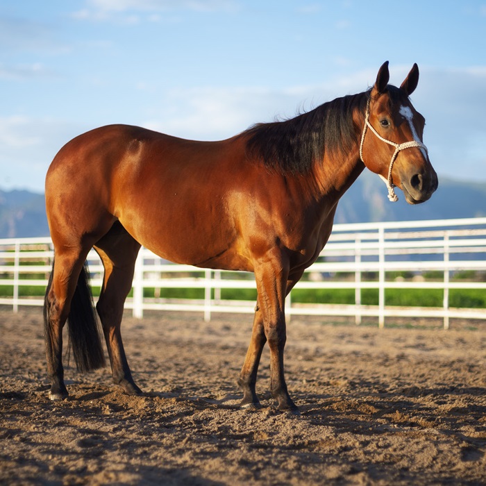 A quarter horse standing against a white rail fence